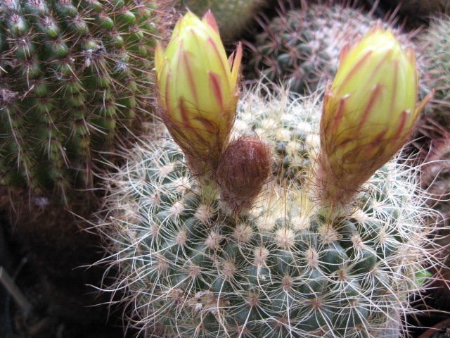 Notocactus apricus v. aureus
